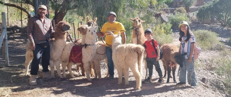 Llamas, Tilcara, Jujuy